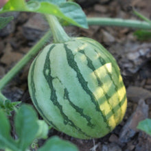 Watermelon Seeds