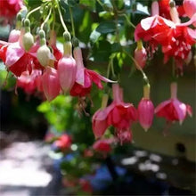 Fuchsia Seeds