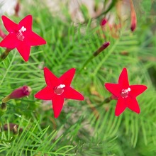 Red Morning Glory Seeds