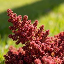 Red Atriplex Seeds
