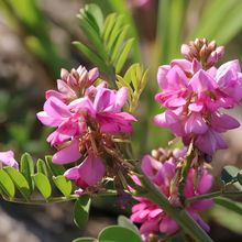 Indigofera Pseudotinctoria Seeds