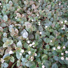 Polygonum Seeds - Pink
