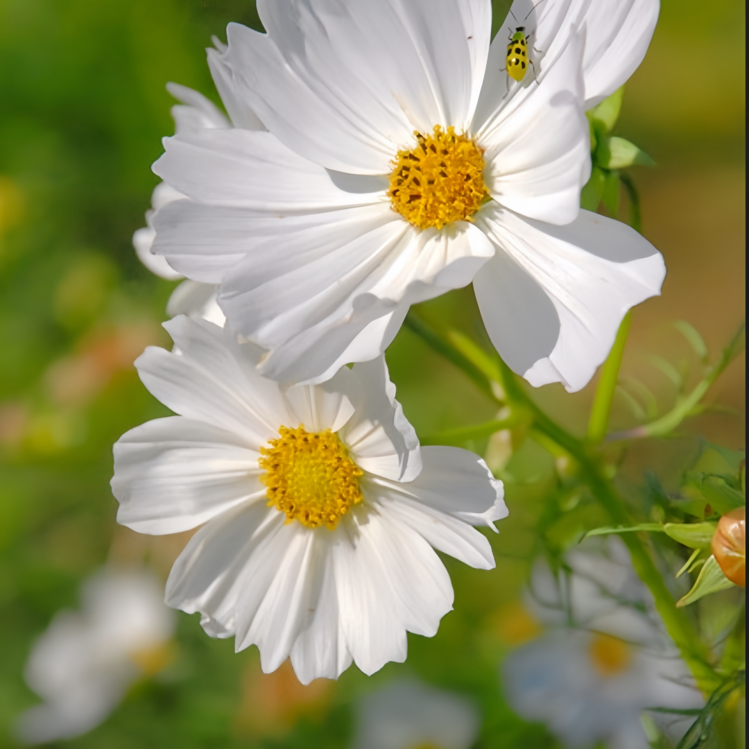 Cosmos Bipinnata Seeds - Mix Larger Packet High Germination 1600-4800 Onsaleseeds