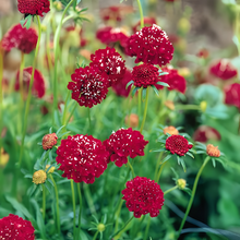 Scabiosa Seeds - Red