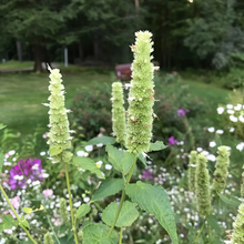 White Korean Mint Seeds