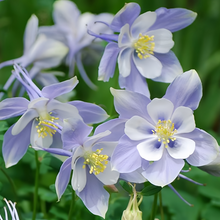 Blue Columbine Seeds