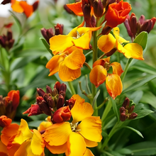 Wallflower Seeds - Mix