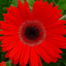 Gerbera Daisy Seeds