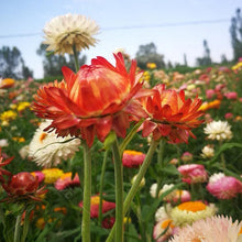 Strawflower Seeds - Mix