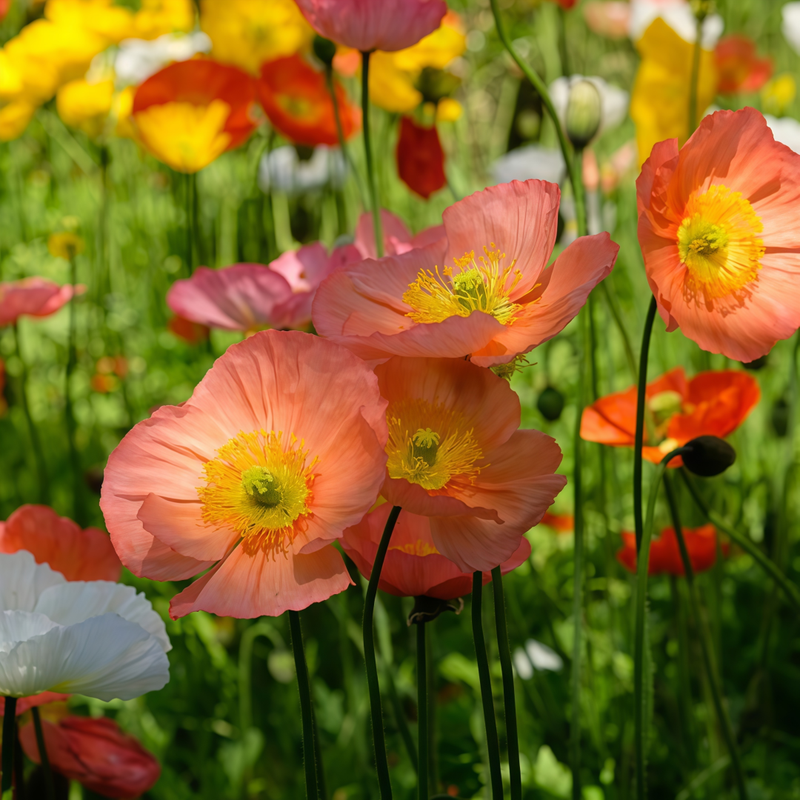 Papaver Extra Seeds - Large Flower Mixed Colors Larger Packet High Germination 3000-15000 Onsaleseeds