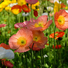 Mixed Poppy Seeds