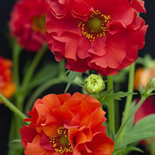 Geum Seeds - Red