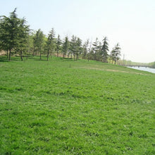 Unhulled Coated Grass Seed