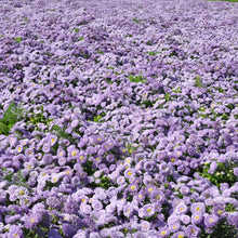 China Aster Seeds - Baby Blue