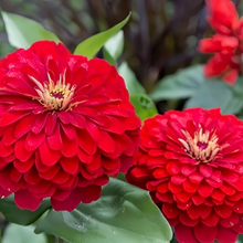 Red Double Zinnia Seeds