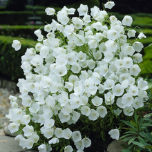 White Bellflower Seeds