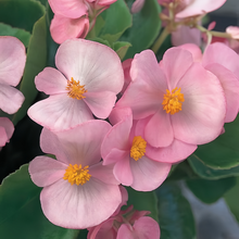 Red Begonia Seeds