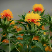 Safflower Seeds