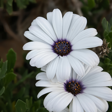 Cape Daisy Seeds - White
