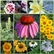 Cold Resistant Tall Wildflower Mix
