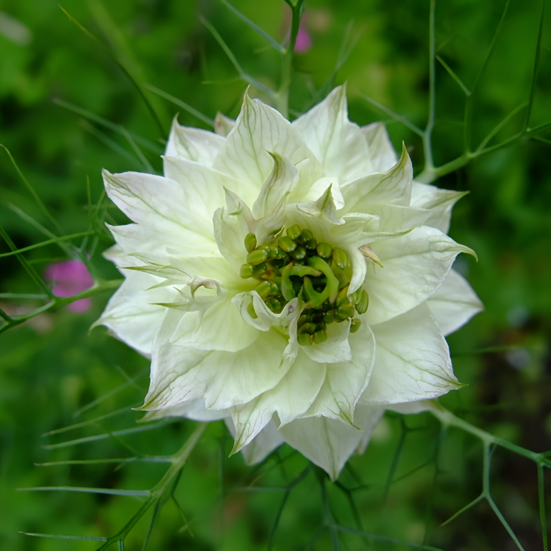 Love In A Mist Seeds - White Larger Packet High Germination 4000-20000 Onsaleseeds