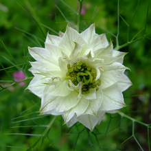 White Love in Seeds