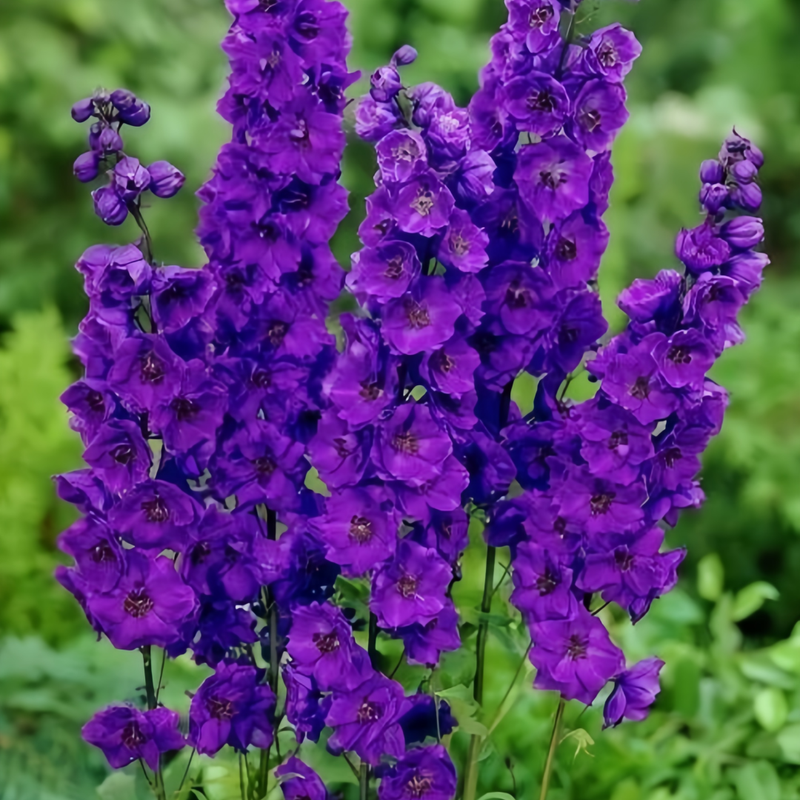 Delphinium Elatum Seeds - Blue Larger Packet High Germination 4000-20000 Onsaleseeds