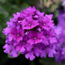 Purple Verbena Seeds