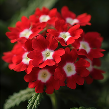 Red White Verbena Seeds
