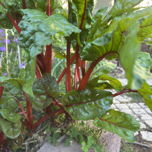 Green Leaf Red Stem Beta Vulgaris Seeds