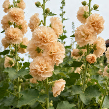 Hollyhock Apricot Seeds