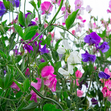 Sweet Pea Seeds Diana Mix
