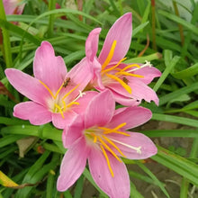 Pink Rain Lily Seeds