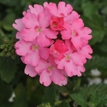 Garden Verbena Seeds - Rose Red