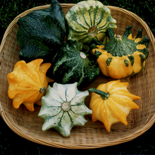 Crown Mix Squash Seeds