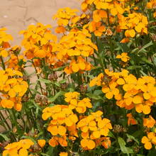 Siberian Wallflower Seeds - Yellow