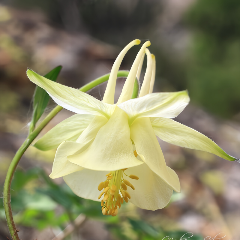 Aquilegia Seeds - Yellow Larger Packet High Germination 2000-10000 Onsaleseeds