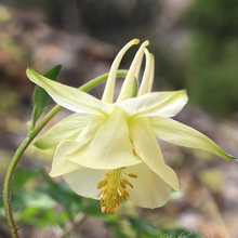 Yellow Columbine Seeds
