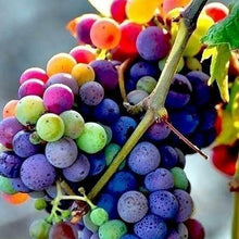 Rainbow Grape Seeds