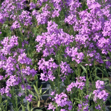 Dames Rocket Seeds