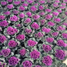 Ornamental Kale Seeds - Red Flat Leaf