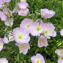 Evening Primrose Seeds - Pink