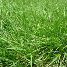 Bahia Grass Seeds