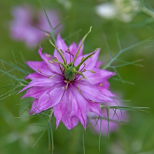 Love in Seeds Purplish Red