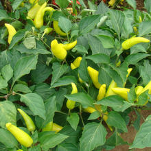 Yellow Conoides Capsicum Annuum Var. Seeds