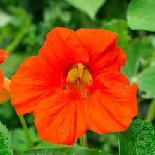 Orange Nasturtium Seeds