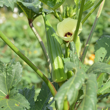 Yellow Okra Seeds