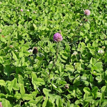 Red Clover Seeds
