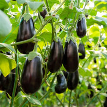 Eggplant Seeds