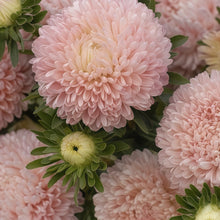 Candy Chrysanthemum Seeds